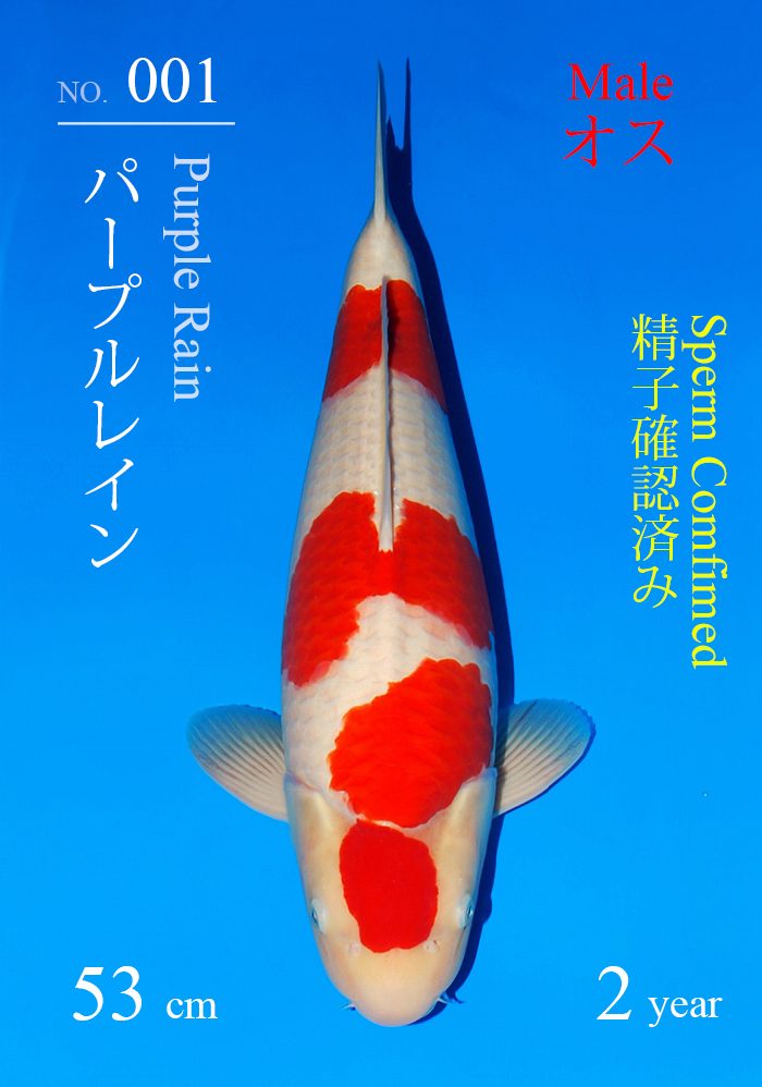 パープルレイン