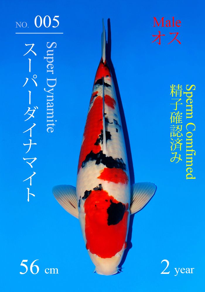 スーパーダイナマイト