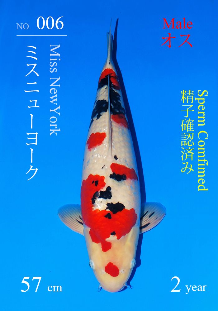 ミスニューヨーク