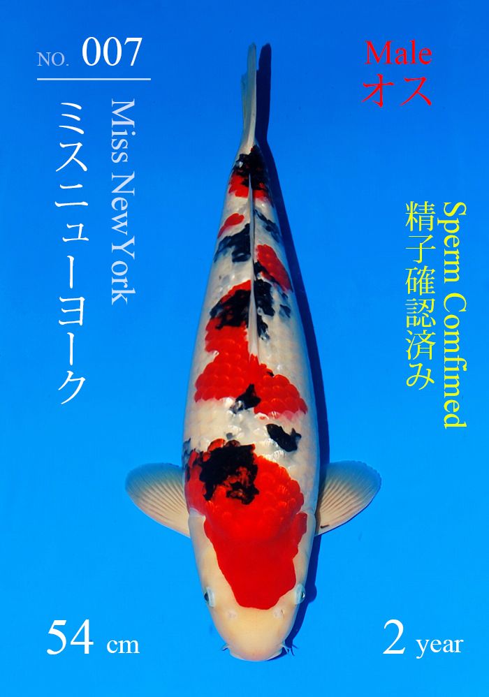 ミスニューヨーク