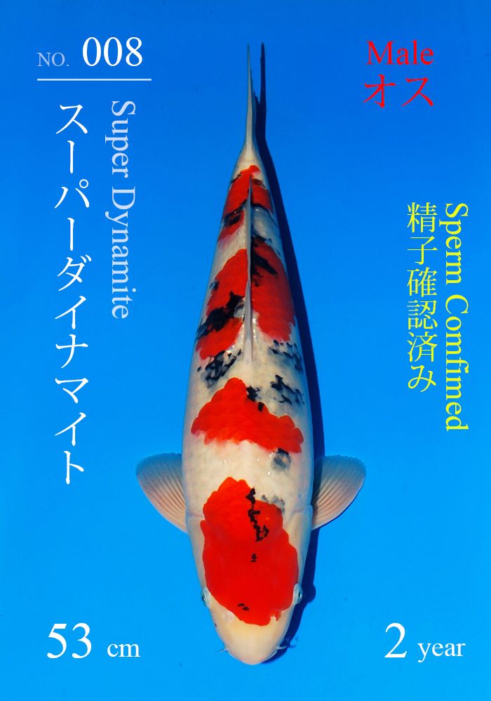 スーパーダイナマイト