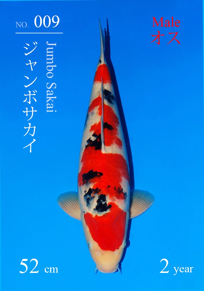 ジャンボサカイ