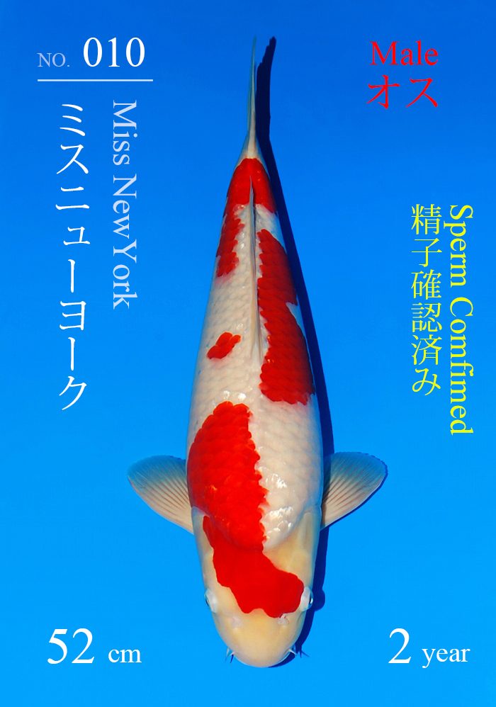 ミスニューヨーク