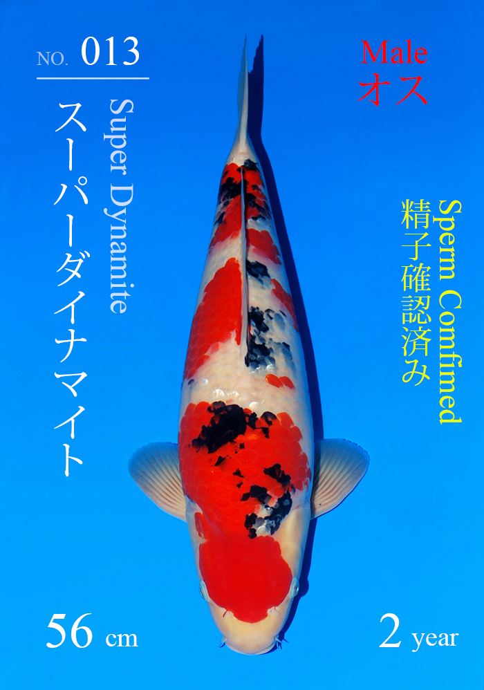 スーパーダイナマイト