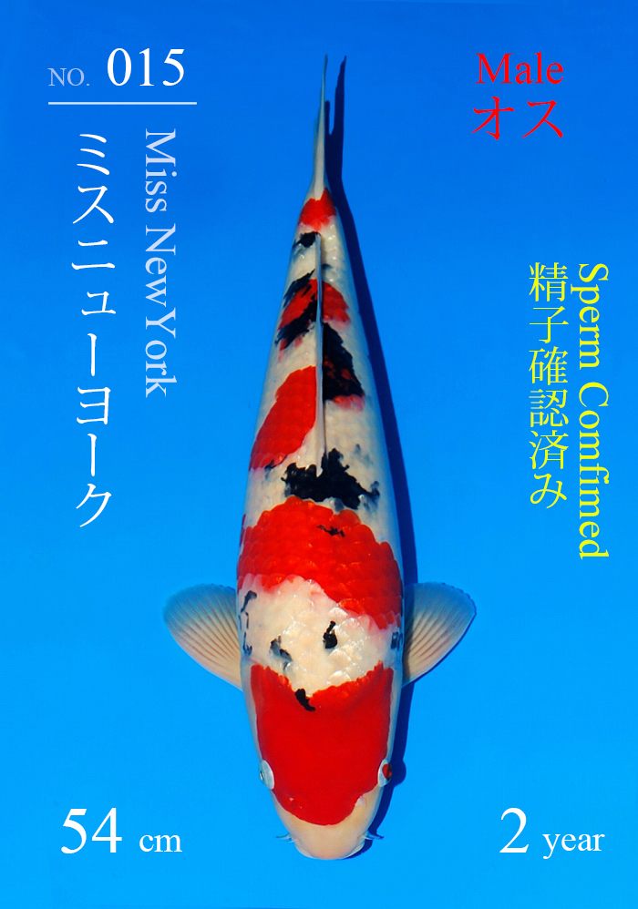 ミスニューヨーク