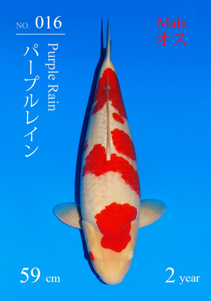 パープルレイン