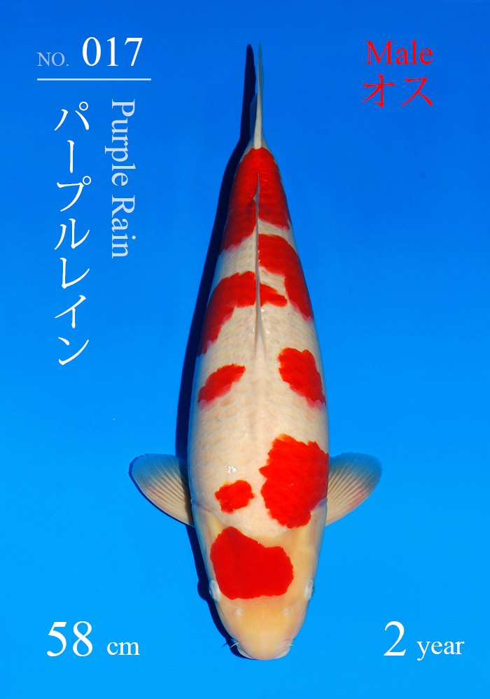 パープルレイン