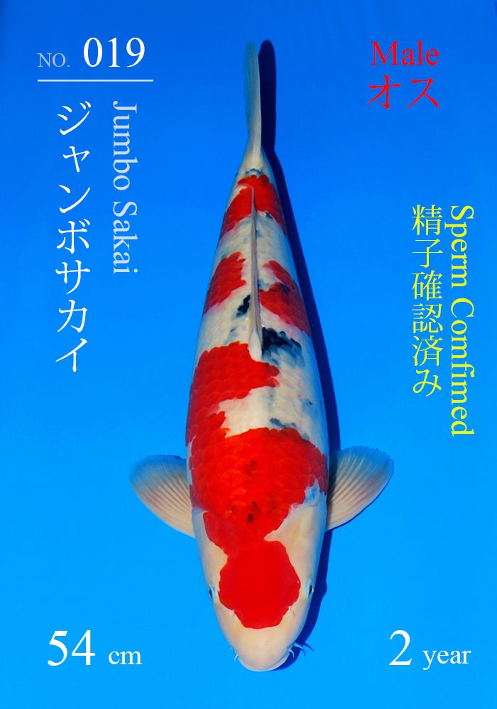 ジャンボサカイ