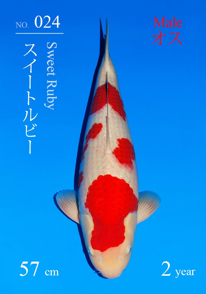 スイートルビー