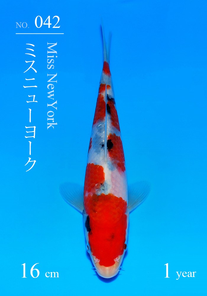 ミスニューヨーク