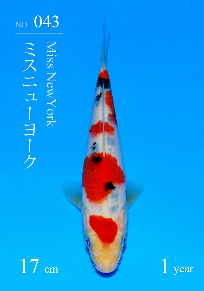 ミスニューヨーク