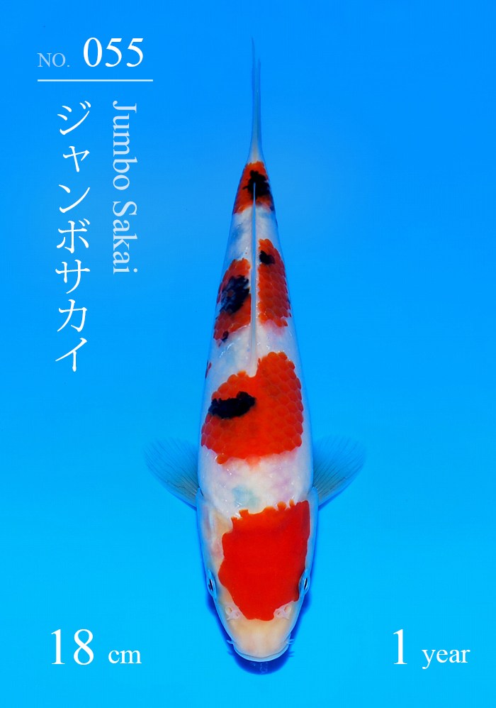 ジャンボサカイ