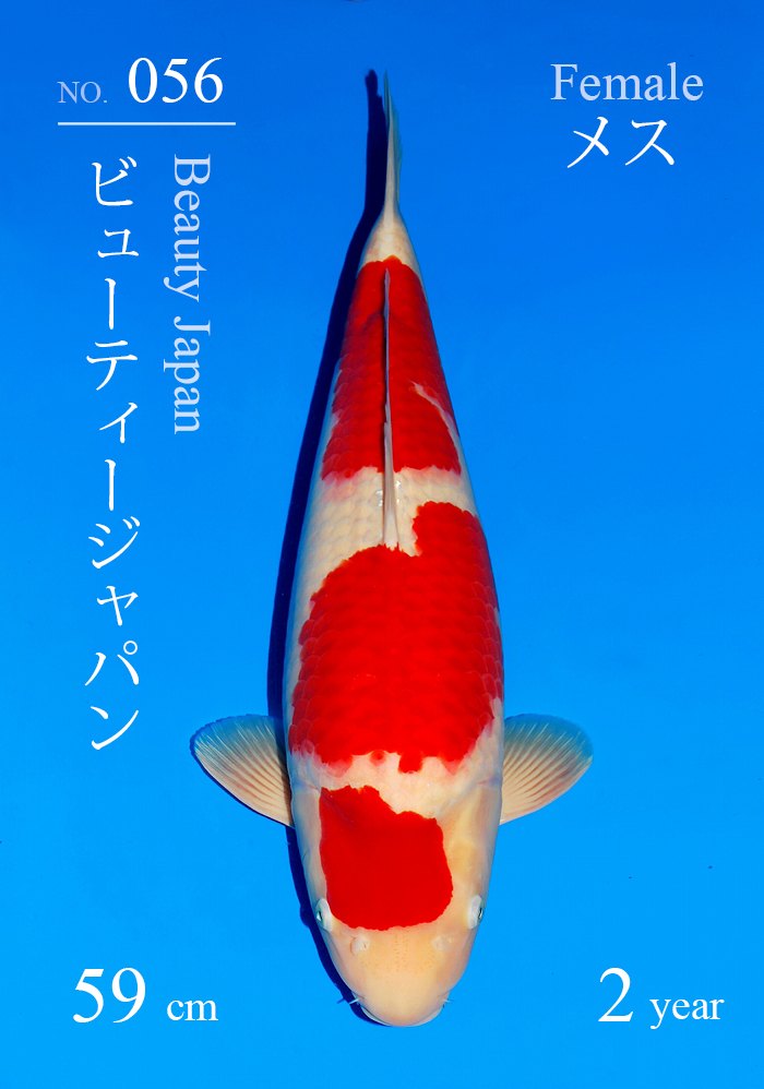 ビューティージャパン