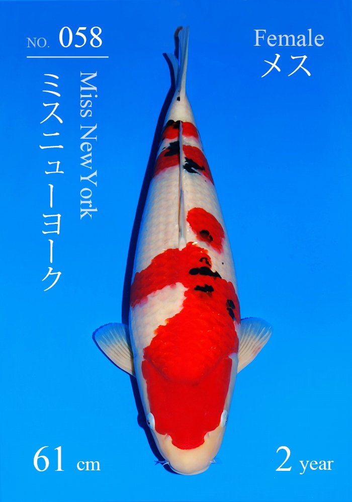 ミスニューヨーク