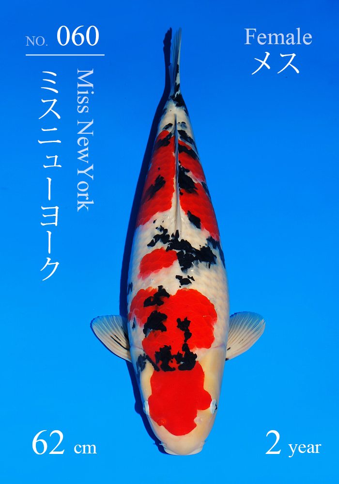 ミスニューヨーク