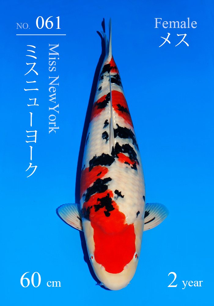 ミスニューヨーク