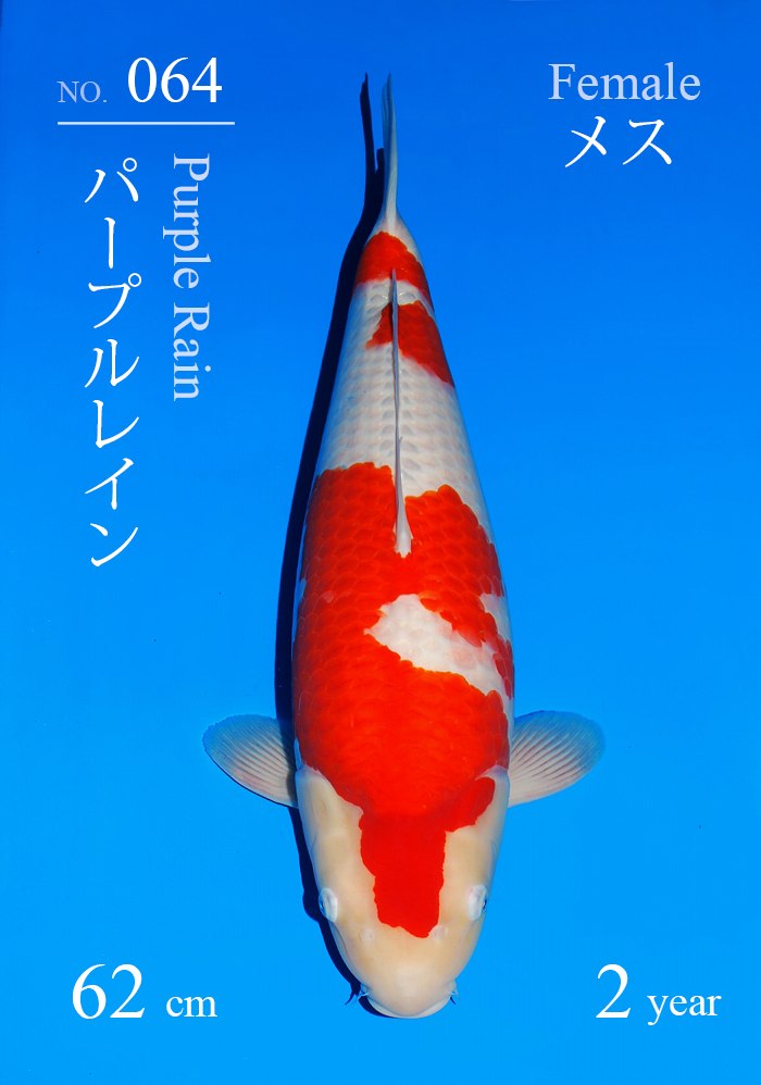 パープルレイン