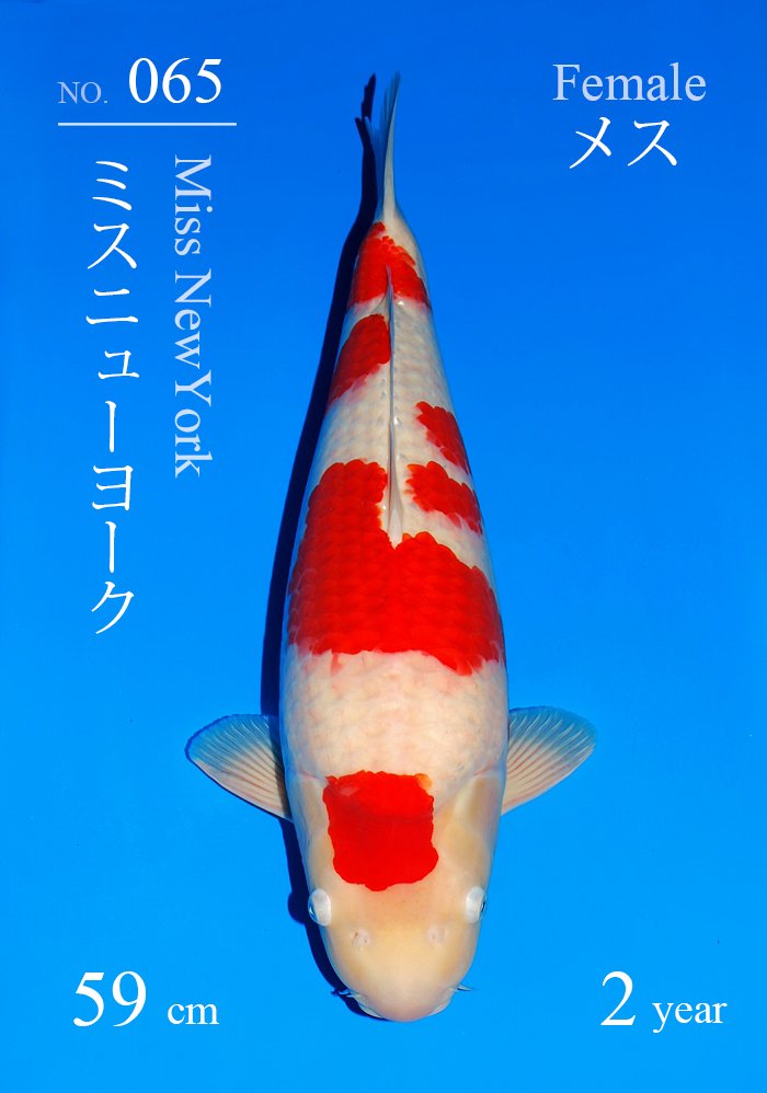 ミスニューヨーク