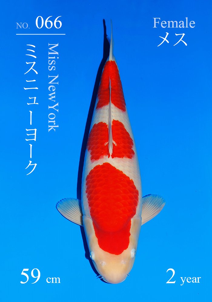 ミスニューヨーク