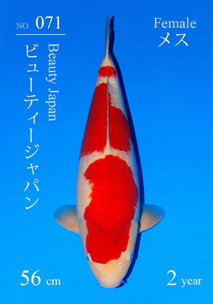 ビューティージャパン