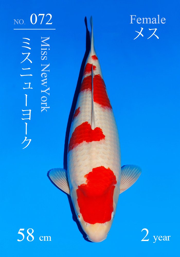 ミスニューヨーク