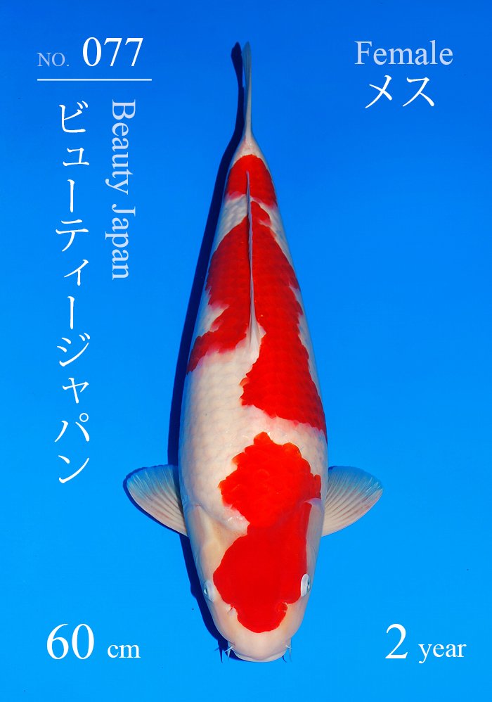 ビューティージャパン