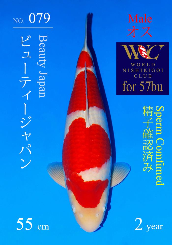 ビューティージャパン