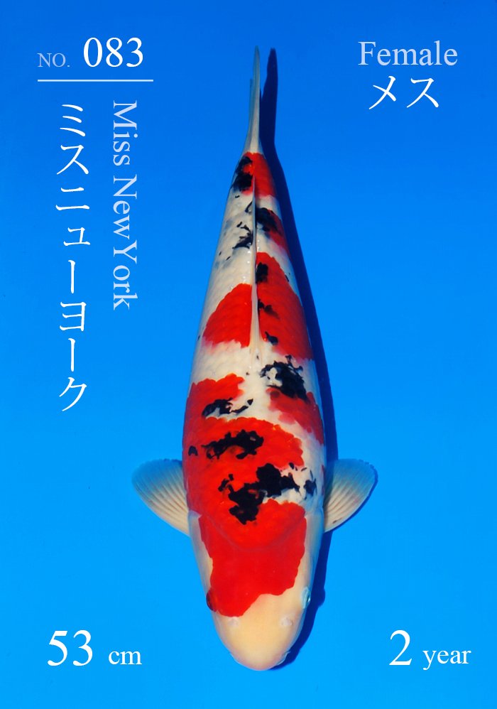 ミスニューヨーク