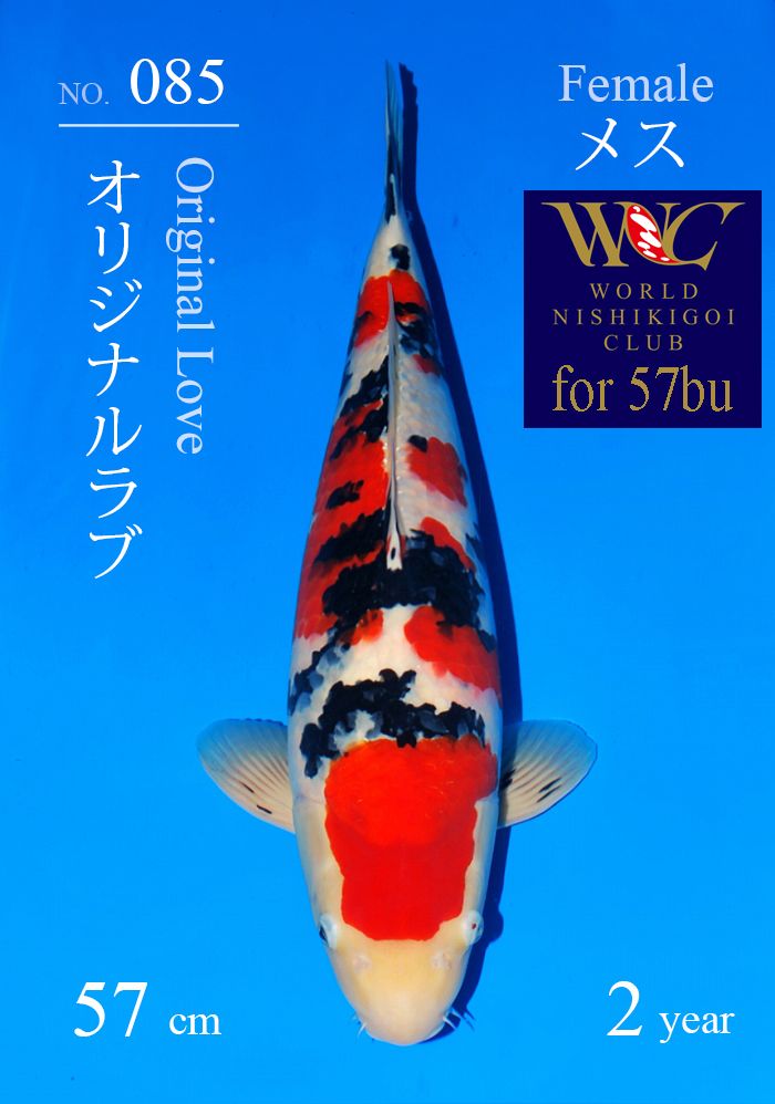 オリジナルラブ