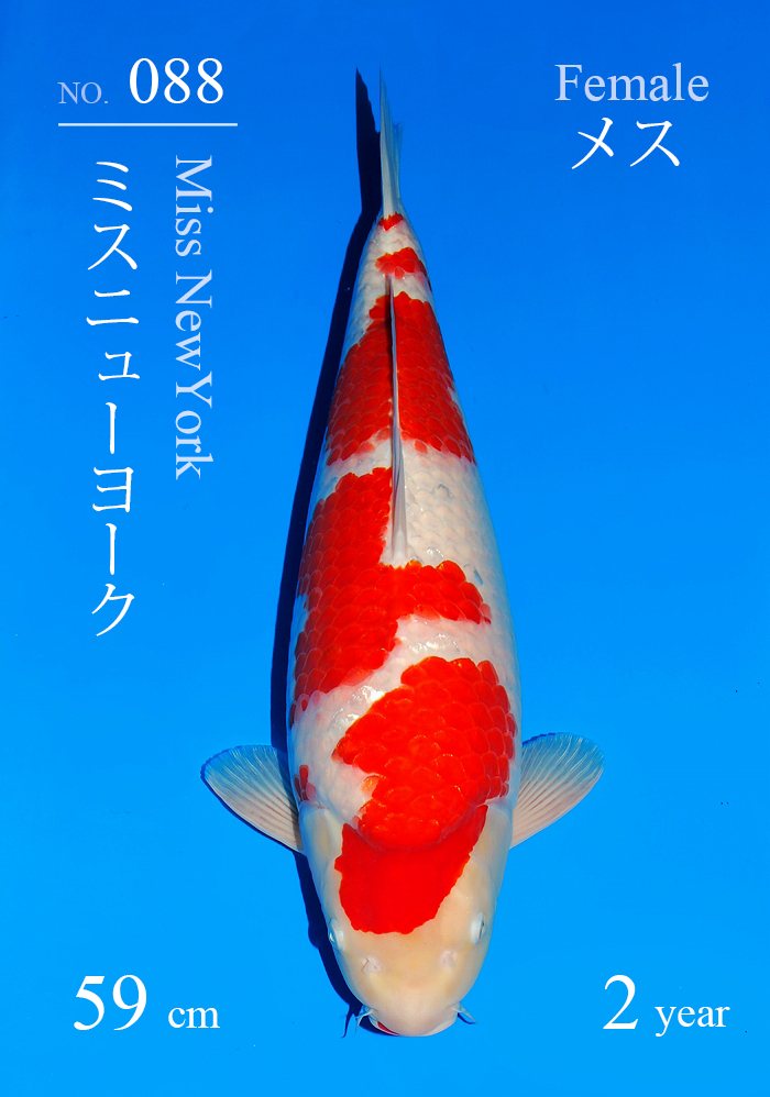 ミスニューヨーク