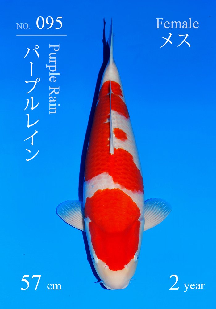 パープルレイン