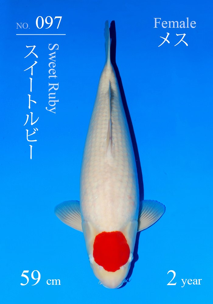 スイートルビー