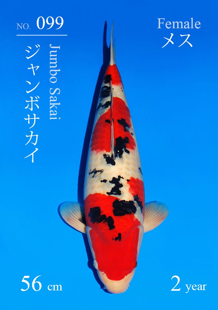 ジャンボサカイ