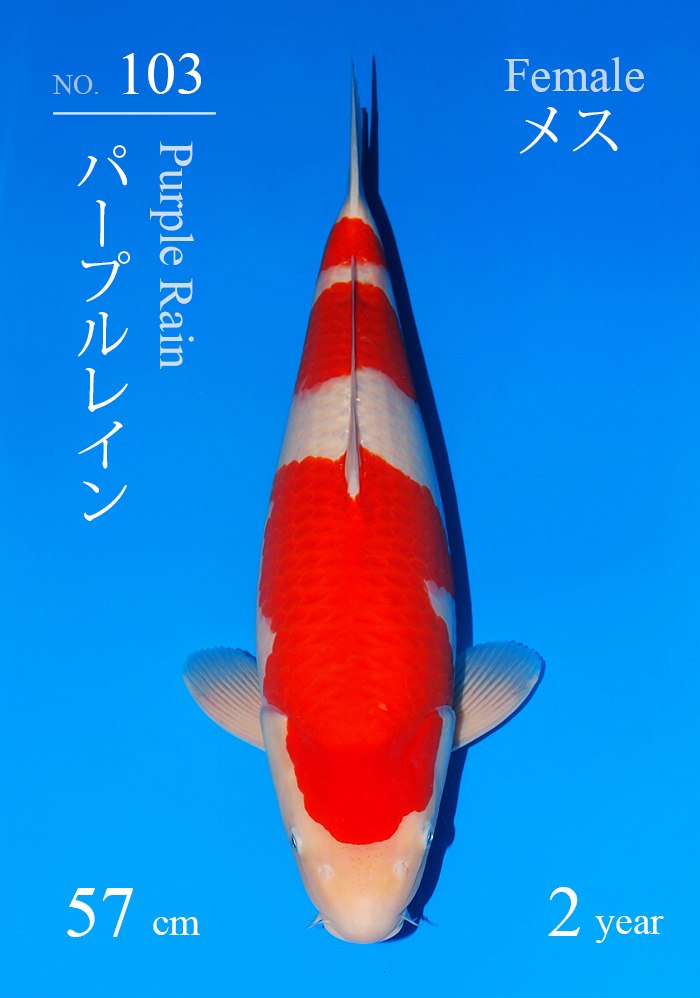 パープルレイン