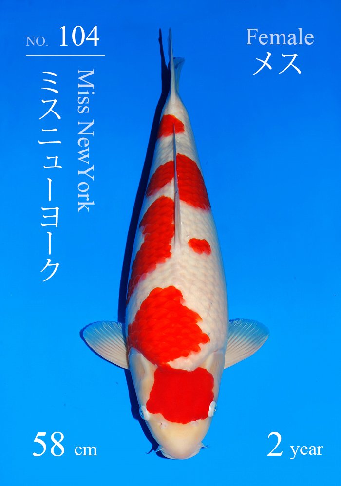 ミスニューヨーク