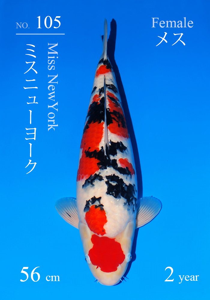 ミスニューヨーク