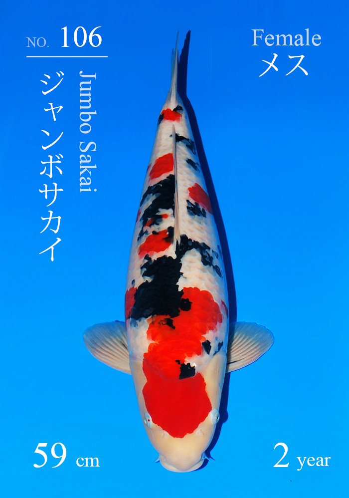 ジャンボサカイ