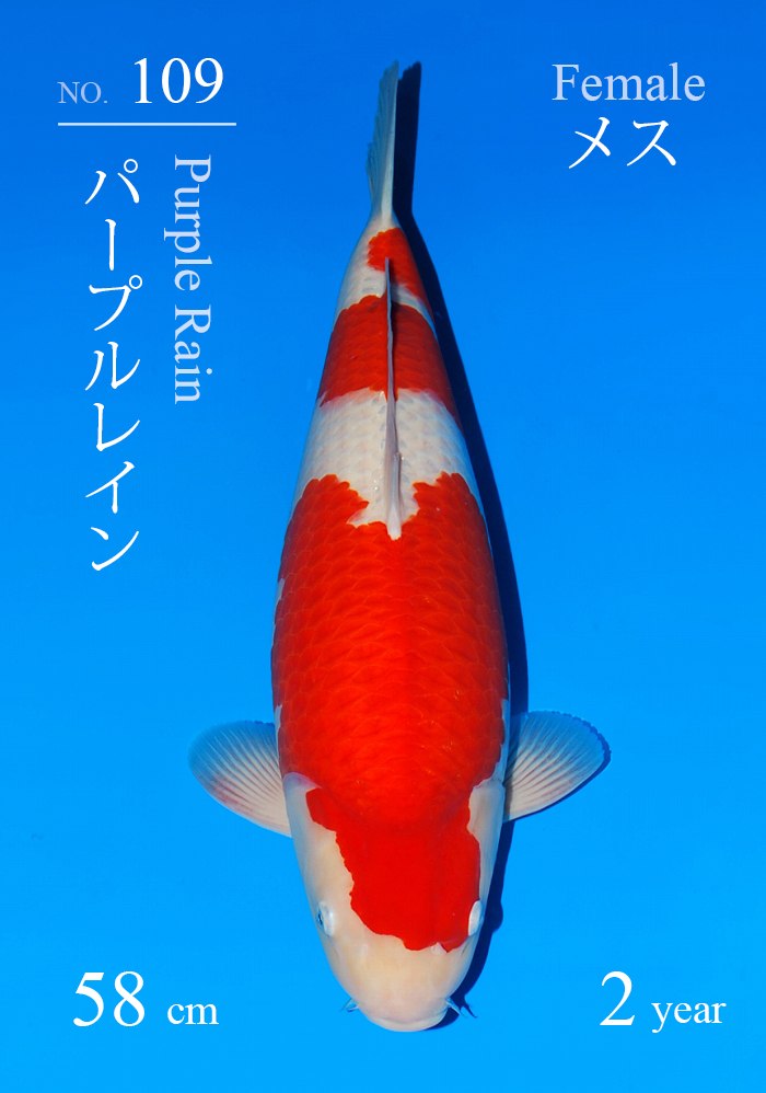 パープルレイン