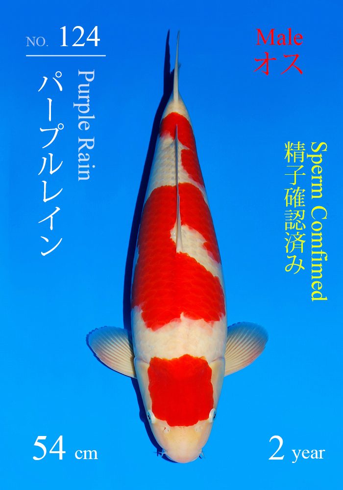 パープルレイン