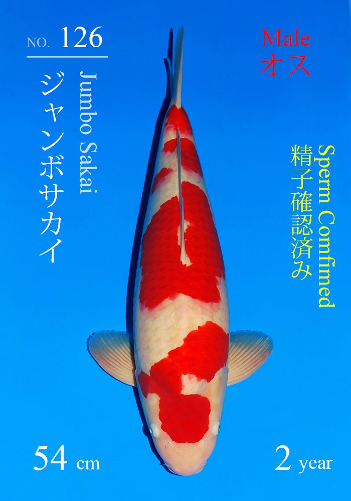 ジャンボサカイ