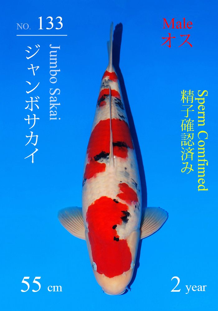 ジャンボサカイ