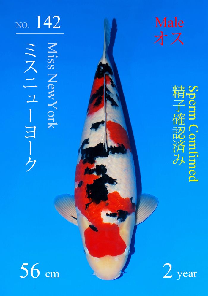 ミスニューヨーク