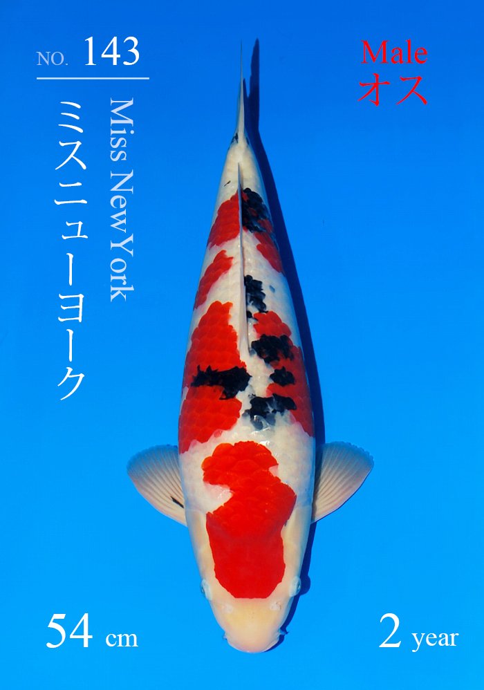 ミスニューヨーク