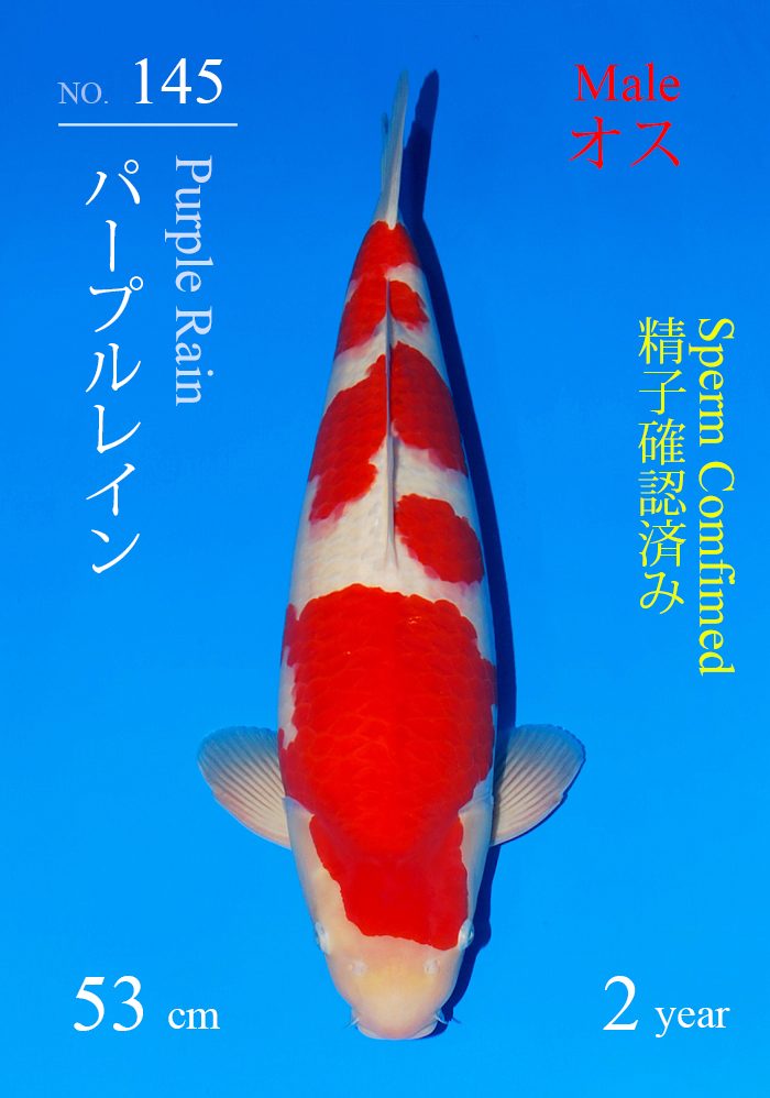 パープルレイン