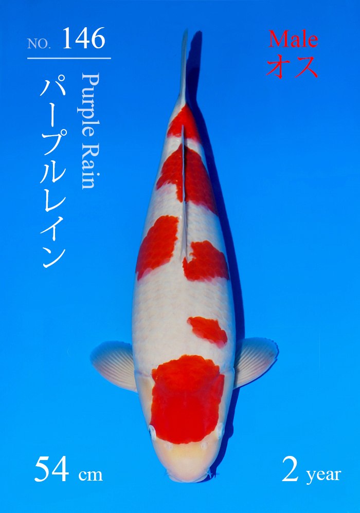 パープルレイン