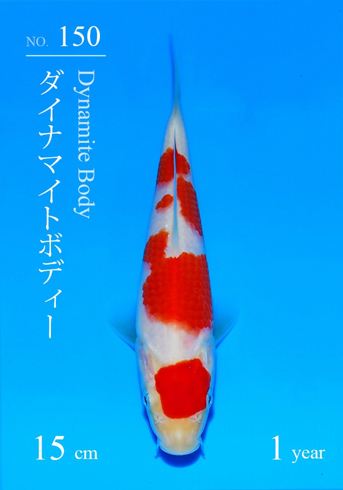 ダイナマイトボディー