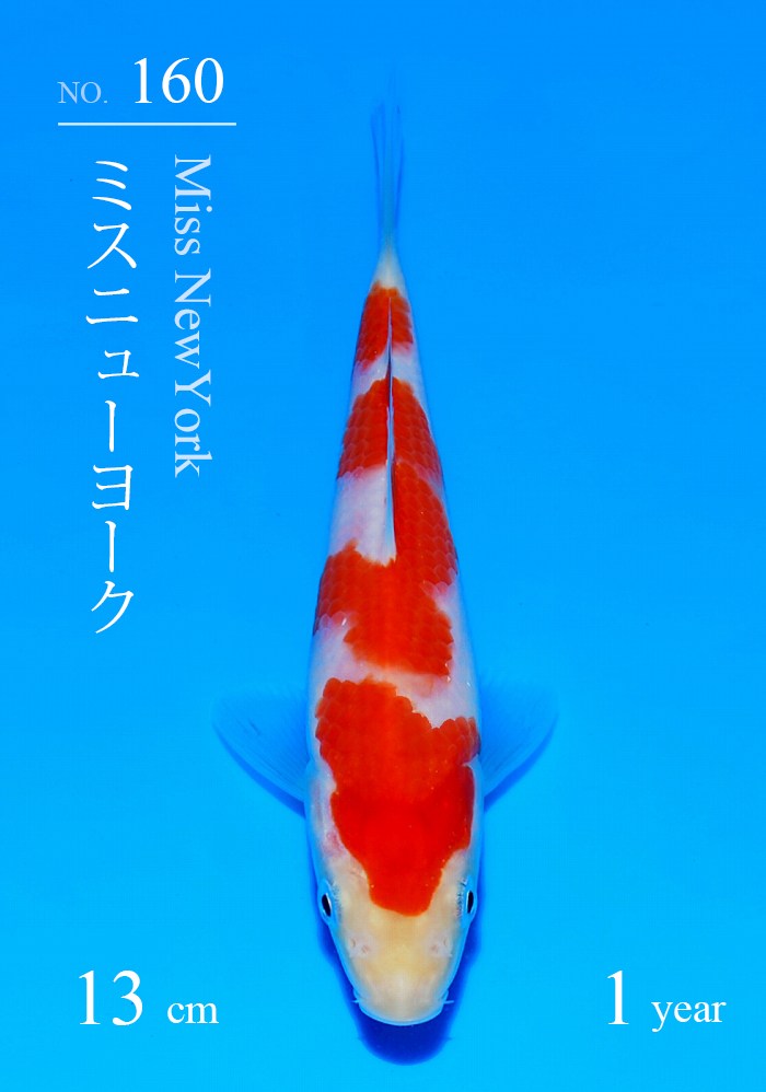 ミスニューヨーク