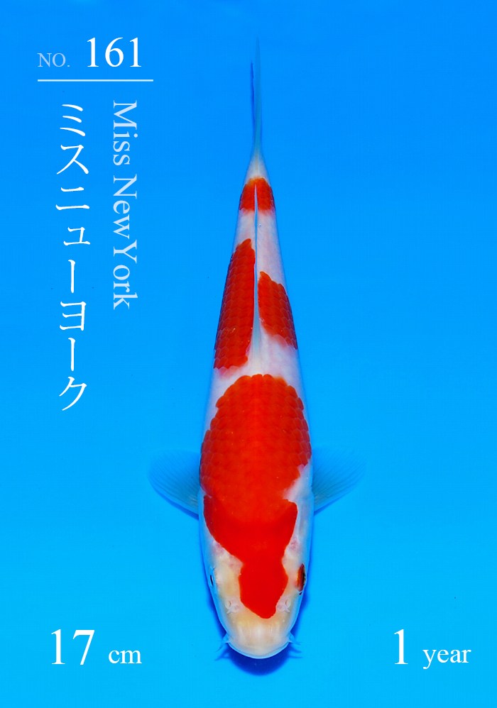 ミスニューヨーク