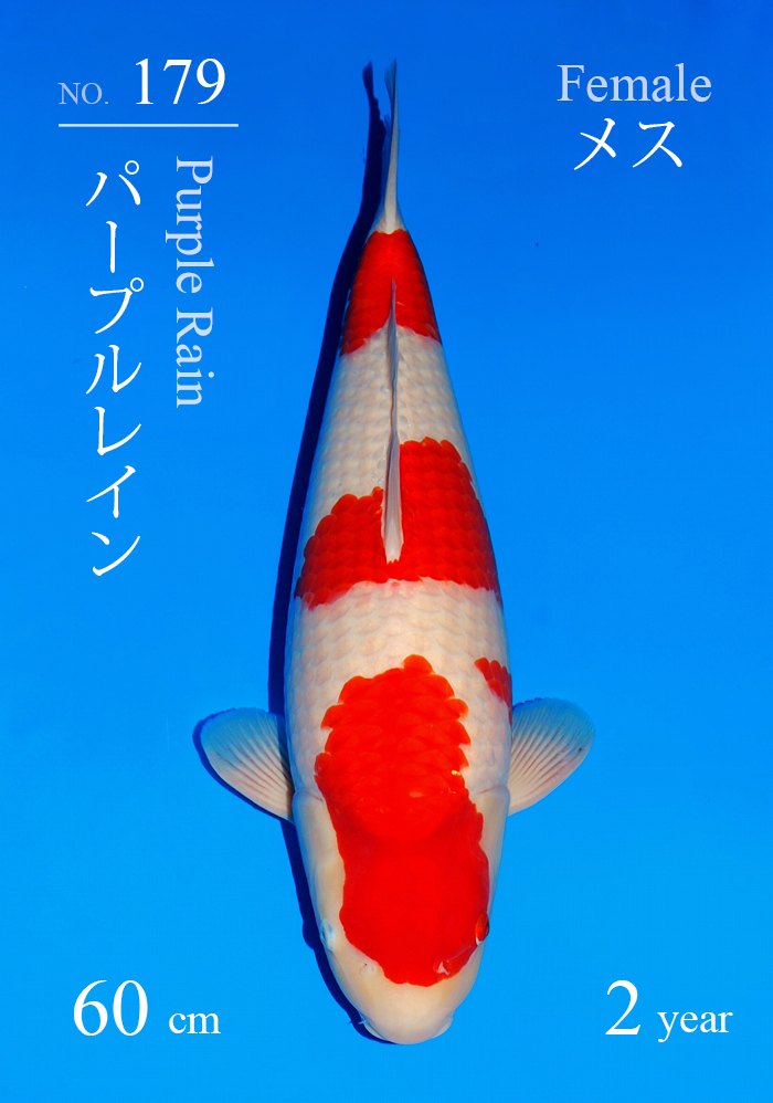 パープルレイン