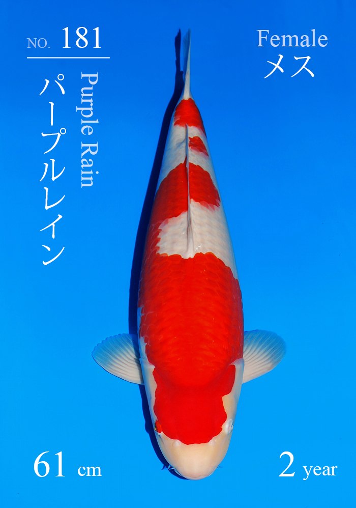 パープルレイン